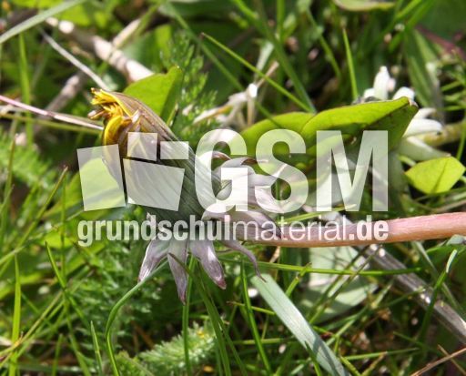 Löwenzahn-Knospe-137.jpg